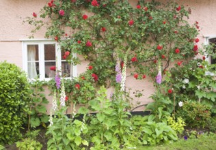 Red rambling roses growing on pink cottage wall, Suffolk, England, United Kingdom, Europe