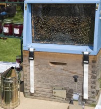 Demonstration of beekeeping with glass sided hive during a country fair event at Helmingham Hall,