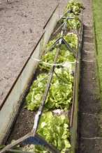 Lettuce plants growing in cold frame