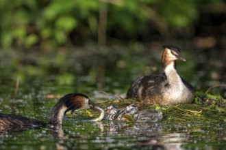 Great Crested Grebe (Podiceps cristatus), pair and young birds at the nest, one adult bird feeding