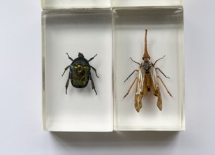 Close up of exotic insects in clear resin blocks