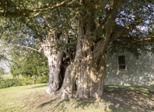 Ancient yew tree dated at 1700 years old All Saints Church, Alton Priors, Wiltshire, England, UK