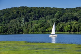 Waterweed, Elodea, an invasive species, green carpet of plants on Lake Baldeney in Essen, the