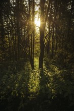 The morning sun shines into a natural and overgrown forest near Ilmenau in the Thuringian Forest.