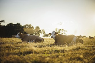 Cows graze in a meadow near Born am Darß shortly after sunrise. Born, 01.08.2024