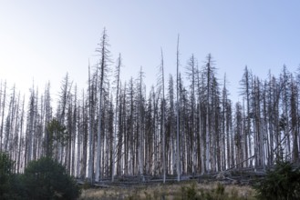 Forest dieback, dead spruces, Ilsetal in the Harz Mountains, Ilsenburg, Saxony-Anhalt, Germany,