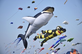 Kite festival, flying kites on Schönberg beach, Schleswig-Holstein, Germany, Europe