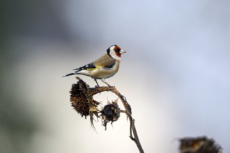 Goldfinch, goldfinch (Carduelis carduelis), adult bird foraging on a sunflower, Oberhausen, Ruhr