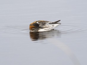 Red-necked phalarope (Phalaropus lobatus), female in summer plumage, preening itself on moorland