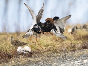 Ruff (Calidris pugnax) two males in breeding plumage at lek, fighting over female, Pokka, Finnish