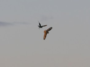 Arctic Skua (Stercorarius parasiticus), breeding bird chasing short-eared Owl, (Asio flammeus),