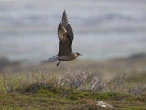 Arctic Skua (Stercorarius parasiticus), dark morph adult in flight over breeding territory in the