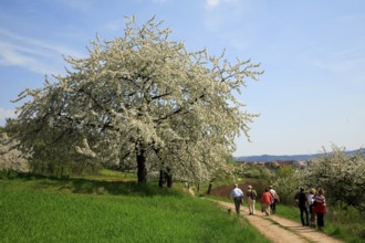 Walkers on a field path during the cherry blossom in Franconian Switzerland, district of Forchheim,