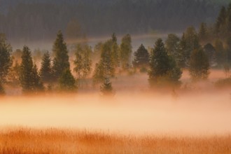 Fog and trees at the Rothenthurm high moor, Canton Schwyz, Switzerland, Europe