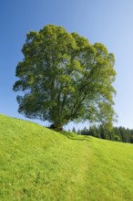 Large lime tree in Oberägeri, Canton Zug, Switzerland, Europe