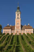 Viticulture, Birnau pilgrimage church, Uhldingen-Mühlhofen, Lake Constance, Baden-Württemberg,