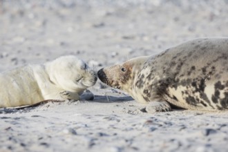 Grey seal baby and mother lying on the beach and sniffing each other, on the island of Düne near