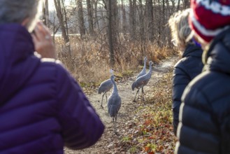 Milford, Michigan, Sandhill cranes (Antigone canadensis) on a hiking trail at Kensington Metropark.