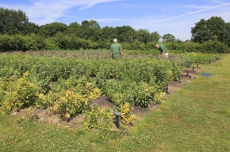 Volunteer workers in the vegetable garden, Sissinghurst castle gardens, Kent, England, UK