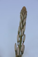 Spike with buds of the small-fruited affodil (Asphodelus aestivus), detail, cropped image, affodil,