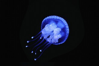 Tropical Jellyfish Phyllorhiza punctata white-spotted jellyfish aka floating bell, Australian