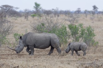 Southern white rhinoceroses (Ceratotherium simum simum), mother with calf walking in dry grass,