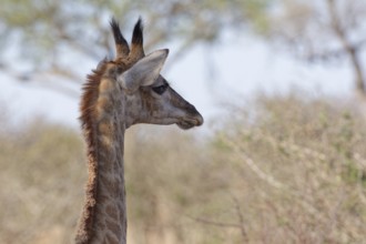 South African giraffe (Giraffa camelopardalis giraffa), young animal, head close-up, profile,