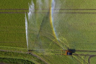 Irrigation of a wheat field on the Lower Rhine, with a mobile irrigation machine, large-area