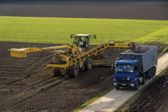 Sugar beet harvest, loading the harvested beet onto a lorry with a self-propelled cleaning loader