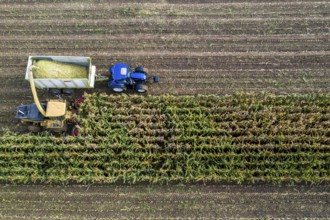 Maize harvest, combine harvester, chopper works its way through a maize field, the silage is pumped