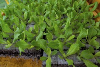 Lettuce plants, in press pots, they are planted in a field with a planting machine, agriculture,