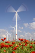 Wind farm, field with flower strips, insect-friendly border of fields with mixed flowers, poppies,