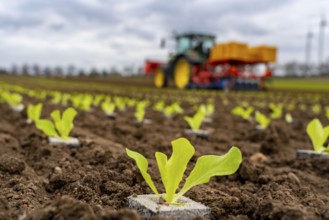 Lettuce plants, in press pots, they are planted in a field with a planting machine, agriculture,