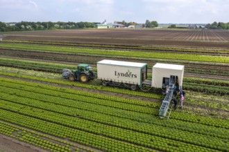 Harvesting Lollo Bianco lettuce, harvest workers cut off the lettuce heads, clean them and put them