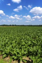 Agriculture, field, field with sugar beet, early growth stage, vigorous growth, near Issum, North