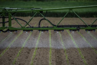 Agriculture, pesticide being sprayed on a field, sugar beet seedlings, North Rhine-Westphalia,