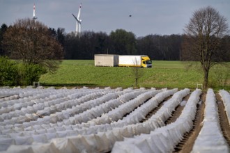 Asparagus fields, asparagus stems under foil, for faster growth, near Kirchhellen, district of