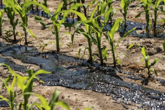 A maize field, with young plants, is fertilised with liquid manure, near Geldern, North