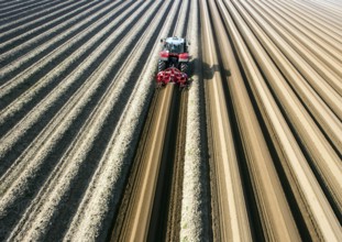 An aerial photo shows a tractor in a large asparagus field. Preparations for the asparagus season.