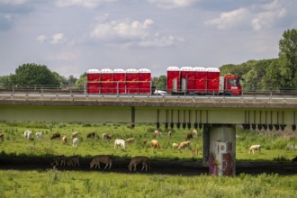 Lorry on the A40 motorway, bridge over the Ruhr and Styrumer Ruhrauen, herd of cattle, dairy cows