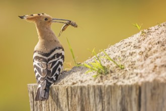 Hoopoe (Upupa epops) Bird of the Year 2022, with mole cricket as prey, sunrise, golden hour,