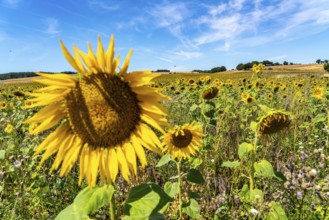 Sunflower field south-east of Nideggen, in the Rureifel, North Rhine-Westphalia, Germany, Europe