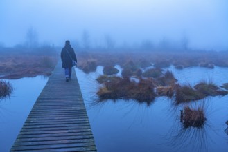 The High Fens nature park Park, in the German-Belgian border region near Eupen, winter, fog, wooden