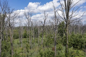 Detroit, Michigan, Dead trees on Belle Isle, an island state park in the Detroit River. The trees