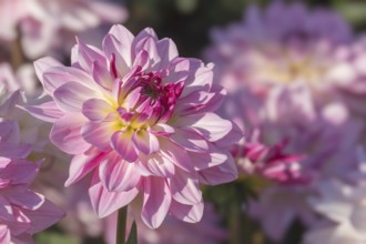 Dahlia (Dahlia), Münsterland, North Rhine-Westphalia, Germany, Europe