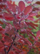 Smoke Tree (cotinus coggygria), leaves in autumn colour, covered with water droplets, Hessen,