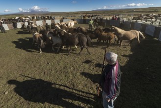 Icelandic horses (Equus islandicus) being sorted by owner in a pen, horse round-up or réttir, near