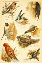 Bohemian waxwing (Bombycilla garrulus), common swift (Apus apus), Barn Swallow (Hirundo rustica),