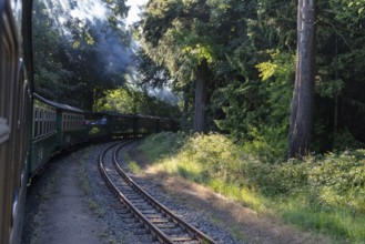 A train travels through a densely overgrown forest on curved tracks under bright sunlight, Rügen,