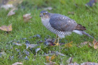 Eurasian sparrowhawk (Accipiter nisus), Neuhofen, Rhineland-Palatinate, Germany, Europe